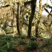 Olympic NP 10